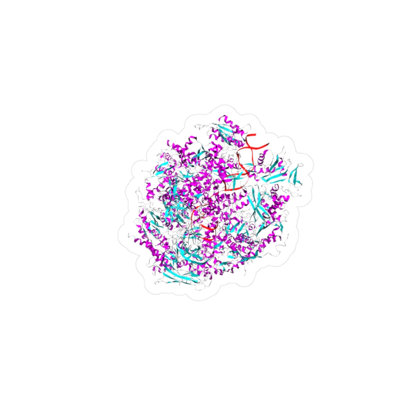 Vinyl Decals - RNA Polymerase